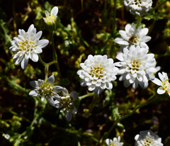Leucheria oligocephala