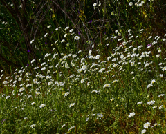 Leucheria oligocephala