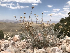 Erigeron parishii