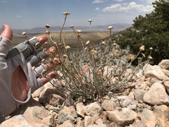 Erigeron parishii