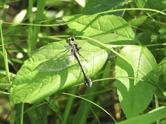 Gomphurus ventricosus