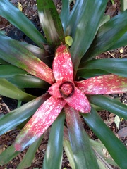 Neoregelia