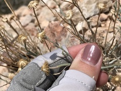 Erigeron parishii