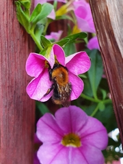 Bombus pascuorum