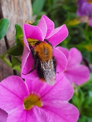 Bombus pascuorum