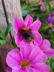 Bombus pascuorum