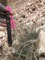 Erigeron parishii