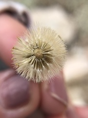 Erigeron parishii