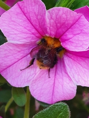 Bombus pascuorum