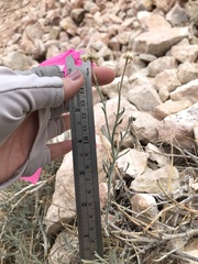 Erigeron parishii