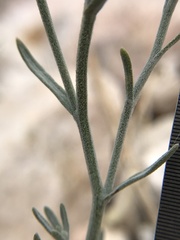 Erigeron parishii