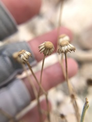 Erigeron parishii