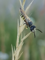 Philanthus triangulum