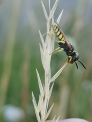 Philanthus triangulum