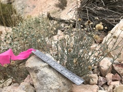 Erigeron parishii