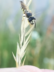 Philanthus triangulum