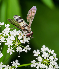 Leucozona xylotoides