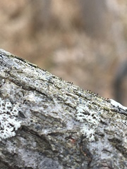 Phaeocalicium curtisii