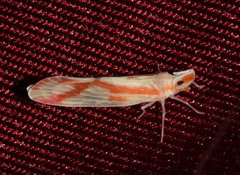 Otiocerus coquebertii