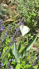 Lavandula angustifolia