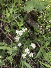 Leptosiphon nuttallii