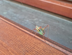 Barbitistes constrictus