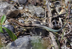 Pholidoscelis auberi