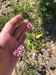 Persicaria orientalis
