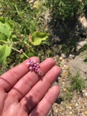 Persicaria orientalis