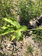 Persicaria orientalis