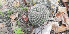 Mammillaria jaliscana jaliscana