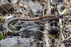Pholidoscelis auberi
