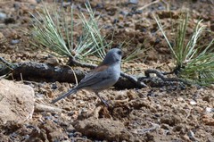 Junco hyemalis dorsalis