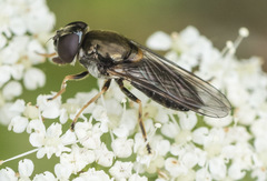Cheilosia scutellata