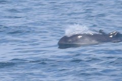 Phocoena phocoena phocoena