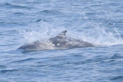 Phocoena phocoena phocoena