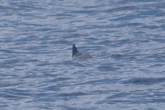 Phocoena phocoena phocoena