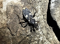 Acanthaspis obscura