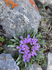 Erysimum pallasii
