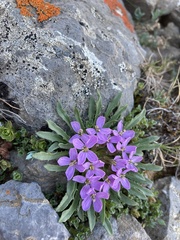 Erysimum pallasii