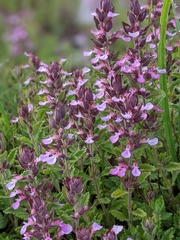 Teucrium chamaedrys