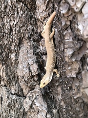 Elgaria coerulea palmeri