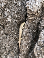 Elgaria coerulea palmeri