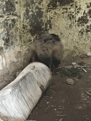 Cathartiformes