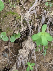 Dromogomphus spinosus