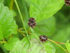 Sanguisorba officinalis