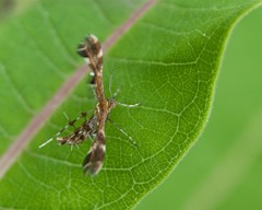 Dejongia lobidactylus