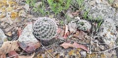 Mammillaria jaliscana jaliscana