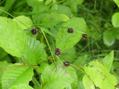 Sanguisorba officinalis