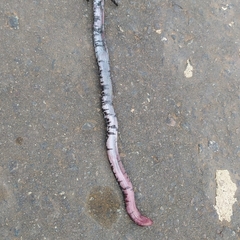 Amphisbaena fuliginosa amazonica